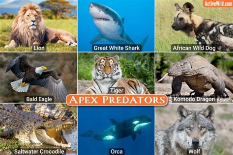 celebrity predators list|list of all apex predators.